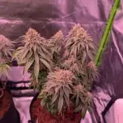 Graffiti Dreams – Permanent Marker