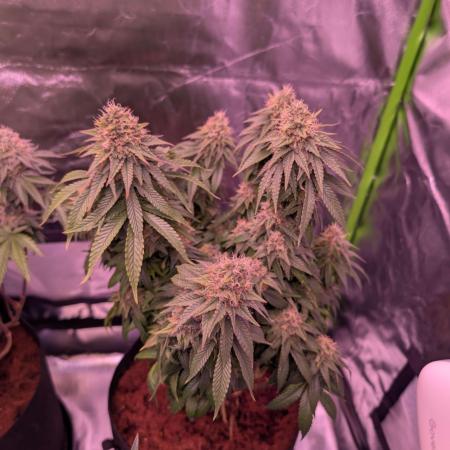 Graffiti Dreams – Permanent Marker