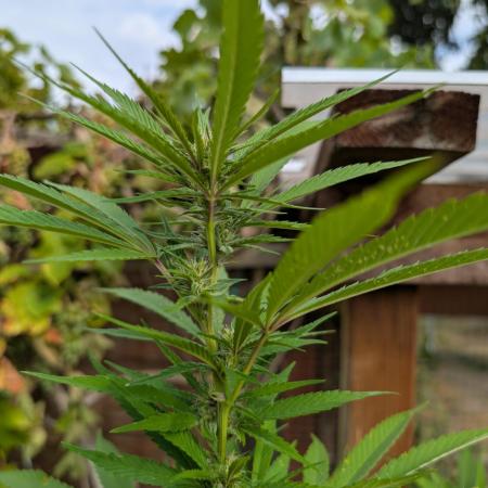 Tropicana Cookies FF Cut x Outdoor x Fast Buds