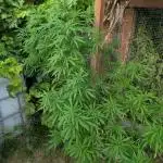 Tropicana Cookies FF Cut x Outdoor x Fast Buds