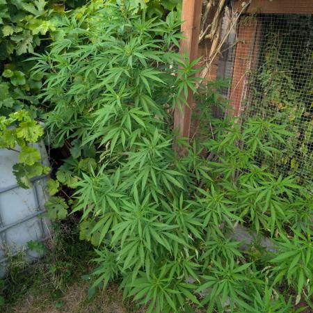 Tropicana Cookies FF Cut x Outdoor x Fast Buds