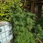 Tropicana Cookies FF Cut x Outdoor x Fast Buds
