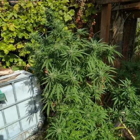 Tropicana Cookies FF Cut x Outdoor x Fast Buds