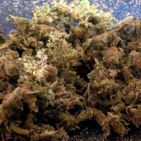 Tropicana Cookies FF Cut x Outdoor x Fast Buds