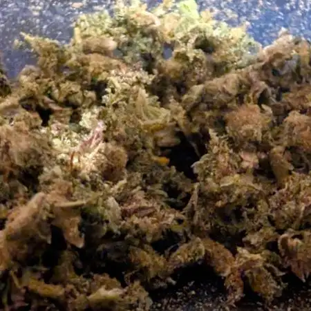Tropicana Cookies FF Cut x Outdoor x Fast Buds