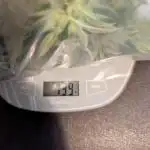 Gorilla Cookies Auto x Fast Buds