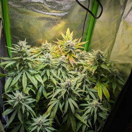 Small Tent, Big Dreams
