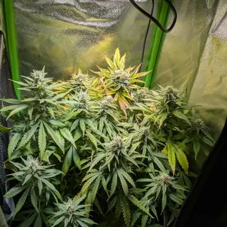 Small Tent, Big Dreams