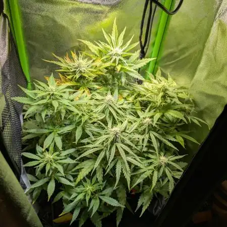 Small Tent, Big Dreams