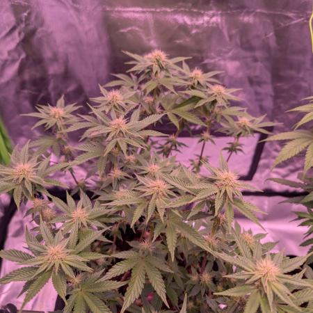 Girl Scout Cookies — Barneys Farm