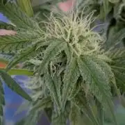 The White Sweet Candy OG One x Outdoor