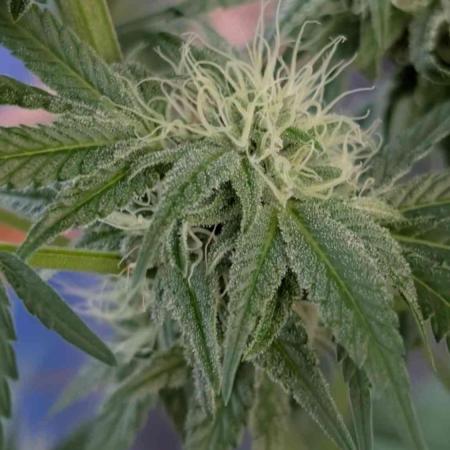 The White Sweet Candy OG One x Outdoor