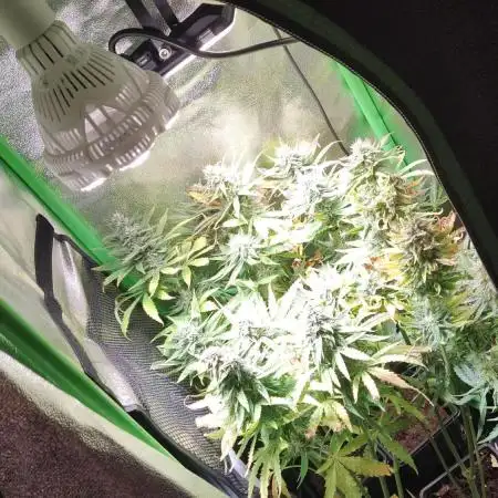 Small Tent, Big Dreams
