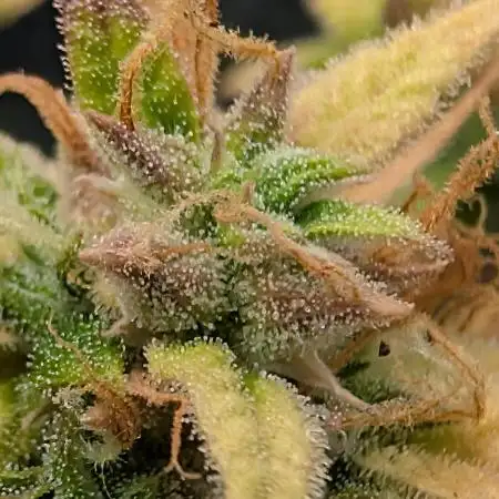 Auto Black Opium - Divine Seeds GACv2