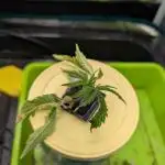 From Cut to Cup: GSC Kratky