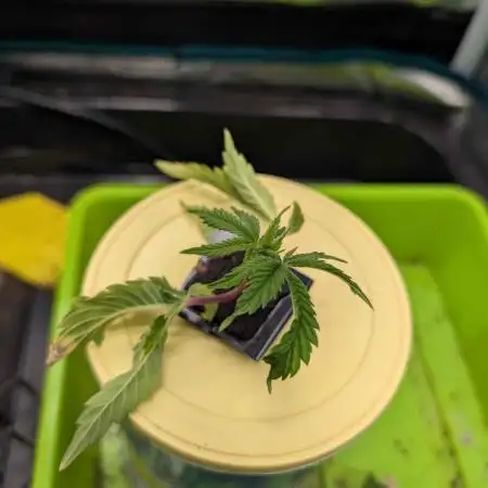From Cut to Cup: GSC Kratky
