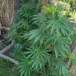 Tropicana Cookies FF Cut x Outdoor x Fast Buds
