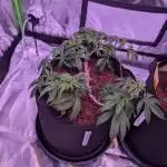 Girl Scout Cookies — Barneys Farm
