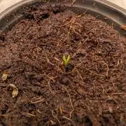 Lemon Cherry Ice Cream x Criminal Seeds