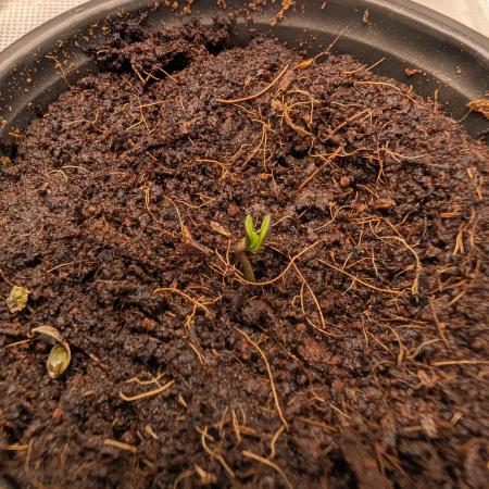 Lemon Cherry Ice Cream x Criminal Seeds