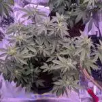 Girl Scout Cookies — Barneys Farm