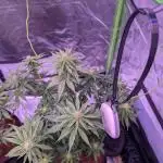 Graffiti Dreams – Permanent Marker