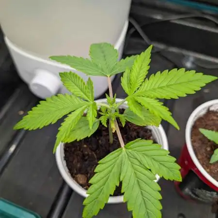 Auto Black Opium - Divine Seeds GACv2
