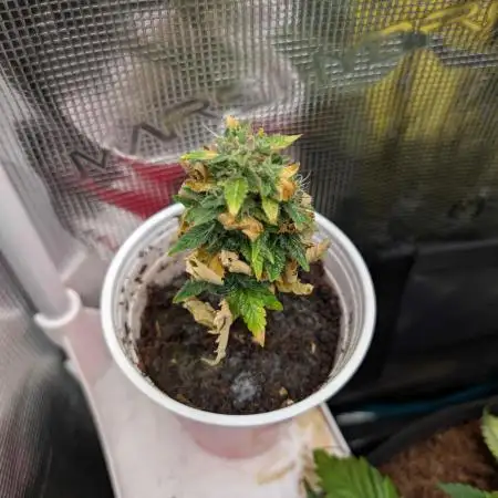 Auto Pablo Escobar - Divine Seeds GACv2