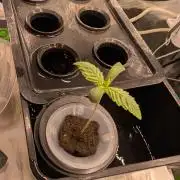 Ice Cream Cake x DWC