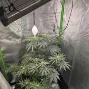Peach Lassi x Mary Jane 2026