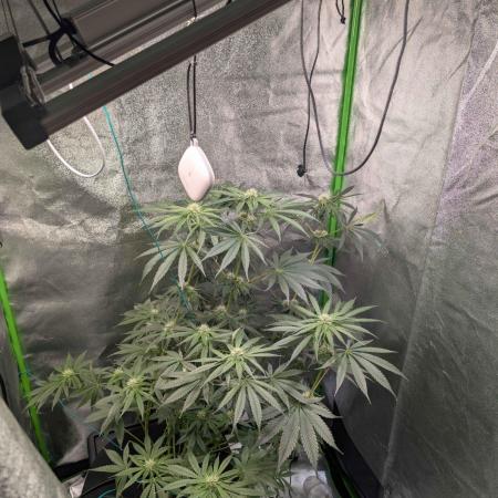 Peach Lassi x Mary Jane 2026