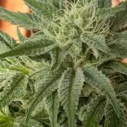 The White Sweet Candy OG One x Outdoor