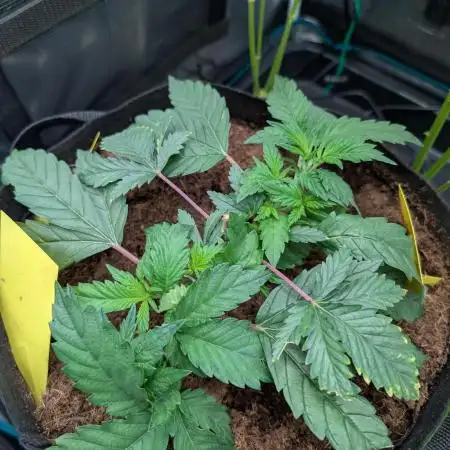 Girl Scout Cookies — Barneys Farm
