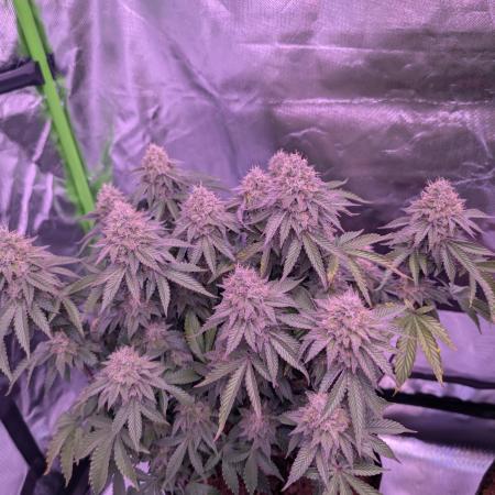 Girl Scout Cookies — Barneys Farm