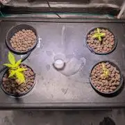 [PHENOHUNT]Dizcoball OG (SSH × Zkittlez)
