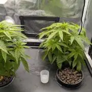 [PHENOHUNT]Dizcoball OG (SSH × Zkittlez)