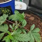Girl Scout Cookies — Barneys Farm
