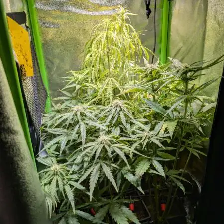 Small Tent, Big Dreams