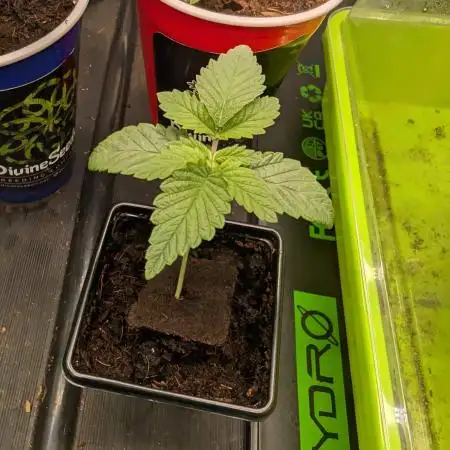 Girl Scout Cookies — Barneys Farm