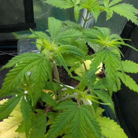 Auto Black Opium - Divine Seeds GACv2