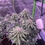 Graffiti Dreams – Permanent Marker