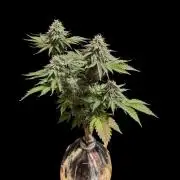 From Cut to Cup: GSC Kratky