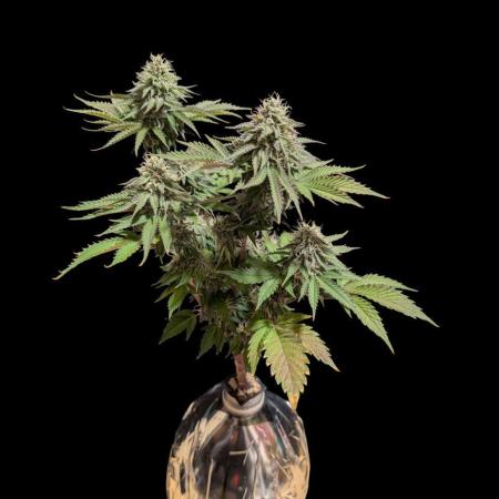 From Cut to Cup: GSC Kratky