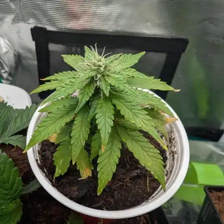 Auto Pablo Escobar - Divine Seeds GACv2