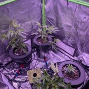 RDWC Cuts x The White Sweet Candy OG One