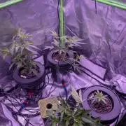 RDWC Cuts x The White Sweet Candy OG One
