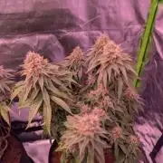 Graffiti Dreams – Permanent Marker