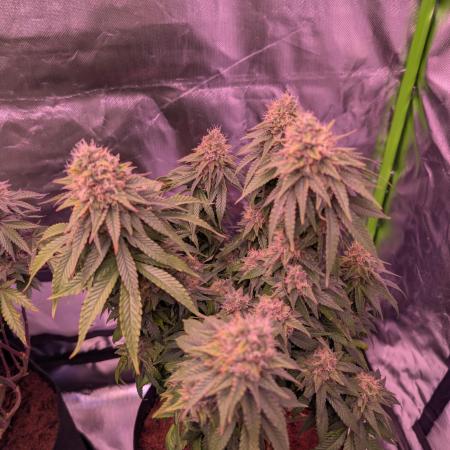 Graffiti Dreams – Permanent Marker