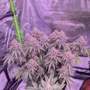 Girl Scout Cookies — Barneys Farm