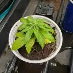 Auto Pablo Escobar - Divine Seeds GACv2